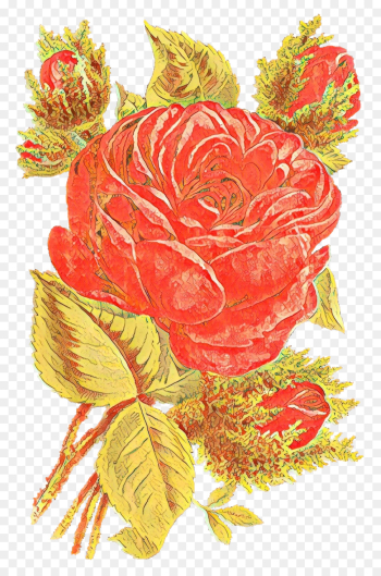 Garden roses Garden roses