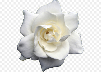 Garden roses Garden roses