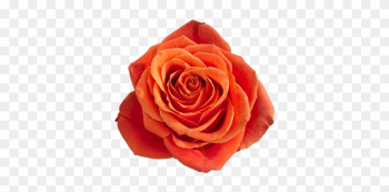 Garden Roses Garden Roses