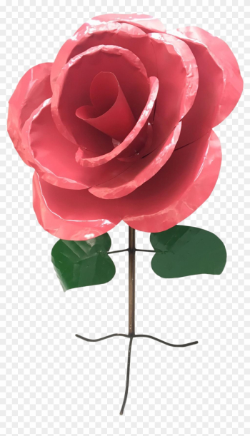 Garden Roses Garden Roses