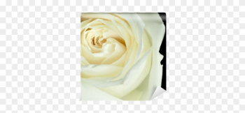 Garden Roses Garden Roses