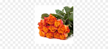 Garden Roses Garden Roses