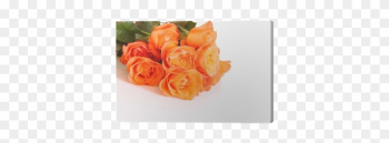 Garden Roses Garden Roses
