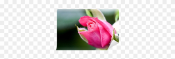 Garden Roses Garden Roses