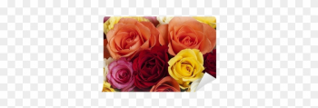 Garden Roses Garden Roses