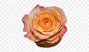 Garden Roses Garden Roses