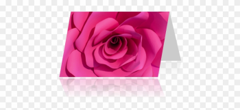Garden Roses Garden Roses