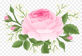 Garden Roses Garden Roses