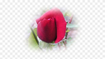 Garden Roses Garden Roses