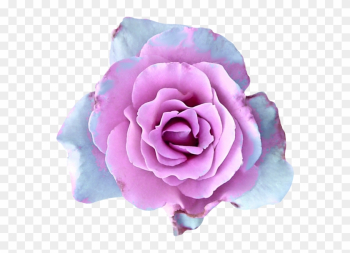 Garden Roses Garden Roses