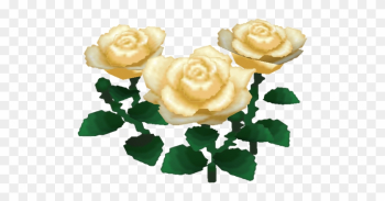 Garden Roses Garden Roses