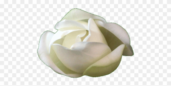 Garden Roses Garden Roses