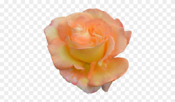 Garden Roses Garden Roses