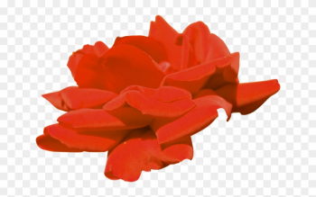 Garden Roses 2403 2404 Flower Clip Art - Garden Roses Garden Roses 2403 2404 Flower Clip Art - Garden Roses