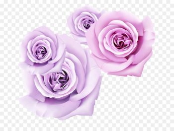 Garden roses 3D film Flower Wallpaper - Purple Rose dimensional flower 