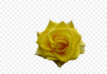 Garden roses - background roses Garden roses - background roses