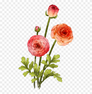 Garden Roses Beach Rose Centifolia Roses Flower Gouache - Garden Roses Garden Roses Beach Rose Centifolia Roses Flower Gouache - Garden Roses