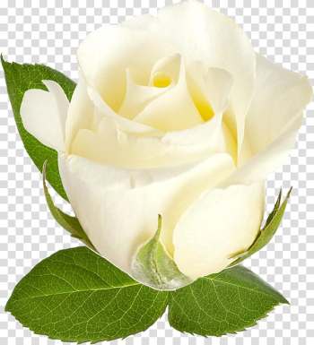 Garden roses Beach rose Centifolia roses Flower, White roses transparent background PNG clipart