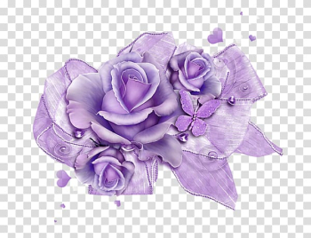 Garden roses Beach rose Centifolia roses Purple, Purple roses transparent background PNG clipart