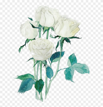 Garden Roses Beach Rose Centifolia Roses White Watercolor - Rose Garden Roses Beach Rose Centifolia Roses White Watercolor - Rose