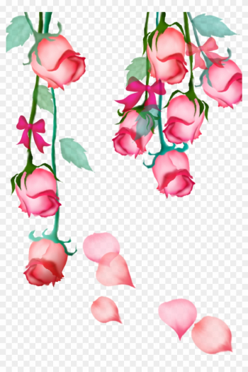 Garden Roses Beach Rose Pink Petal Flower - Rose Garden Roses Beach Rose Pink Petal Flower - Rose