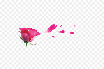 Garden roses Beach rose Pink Petal - Rose petal Garden roses Beach rose Pink Petal - Rose petal