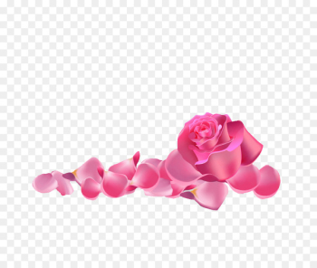 Garden roses Beach rose Pink - Pink rose Garden roses Beach rose Pink - Pink rose