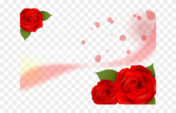 Garden Roses Beach Rose Red - Garden Roses Garden Roses Beach Rose Red - Garden Roses