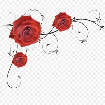 Garden roses Beach rose - rose Garden roses Beach rose - rose