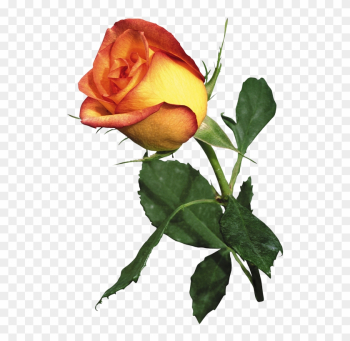 Garden Roses Best Roses Orange - Garden Roses Best Roses Orange Garden Roses Best Roses Orange - Garden Roses Best Roses Orange