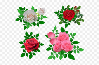 Garden Roses Cabbage Rose Beach Rose Flower Petal - Beach Rose Garden Roses Cabbage Rose Beach Rose Flower Petal - Beach Rose