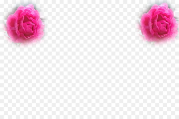 Garden Roses, Cabbage Rose, Carnation, Pink PNG Garden Roses, Cabbage Rose, Carnation, Pink PNG