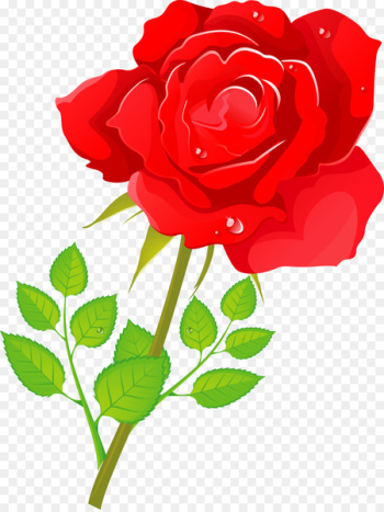 Garden roses Cabbage rose Floribunda China rose Flower - Garden roses Cabbage rose Floribunda China rose Flower -