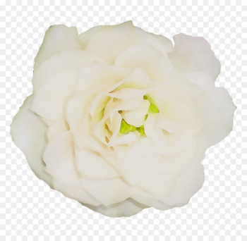 Garden roses Cabbage rose Floribunda Gardenia Cut flowers -  