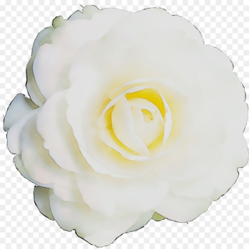 Garden roses Cabbage rose Gardenia Petal Cut flowers -  