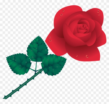 Garden Roses Cdr - Garden Roses Cdr Garden Roses Cdr - Garden Roses Cdr