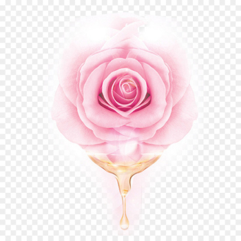 Garden roses Centifolia roses Beach rose Pink Essential oil - Pink rose essential oil 