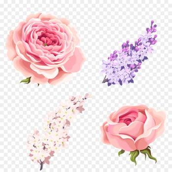 Garden roses Centifolia roses Beach rose Pink - rose,Pink Roses,Medicago 