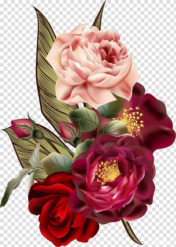Garden roses Centifolia roses Cut flowers Floral design, flower transparent background PNG clipart