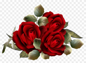 Garden Roses Centifolia Roses Flower Clip Art - Garden Roses Garden Roses Centifolia Roses Flower Clip Art - Garden Roses