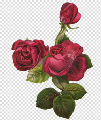 Garden roses Centifolia roses Flower, roses transparent background PNG clipart Garden roses Centifolia roses Flower, roses transparent background PNG clipart