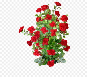 Garden roses Centifolia roses Flower Scalable Vector Graphics - Red rose bushes 