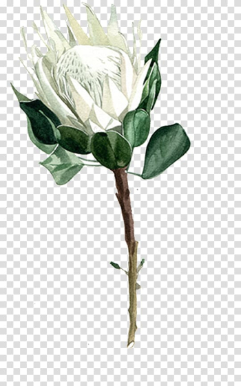 Garden roses Centifolia roses Flower, White roses transparent background PNG clipart Garden roses Centifolia roses Flower, White roses transparent background PNG clipart