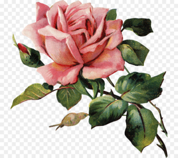 Garden roses China rose Watercolor painting Image - painting Garden roses China rose Watercolor painting Image - painting