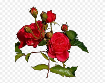 Garden Roses Cut Flowers Clip Art - Garden Roses Garden Roses Cut Flowers Clip Art - Garden Roses