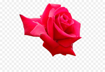 Garden roses Cut flowers Petal - background roses Garden roses Cut flowers Petal - background roses