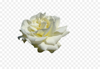 Garden roses Cut flowers Petal - background roses Garden roses Cut flowers Petal - background roses