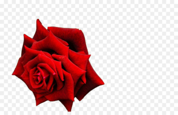 Garden roses Cut flowers Petal - background roses Garden roses Cut flowers Petal - background roses