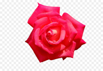 Garden roses Cut flowers Petal - background roses Garden roses Cut flowers Petal - background roses