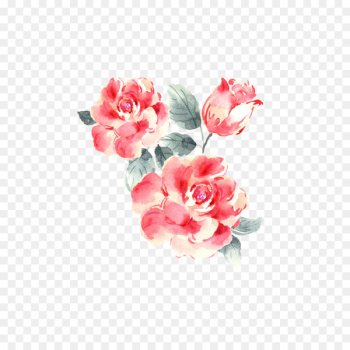 Garden roses Drawing - Plant flowers Garden roses Drawing - Plant flowers